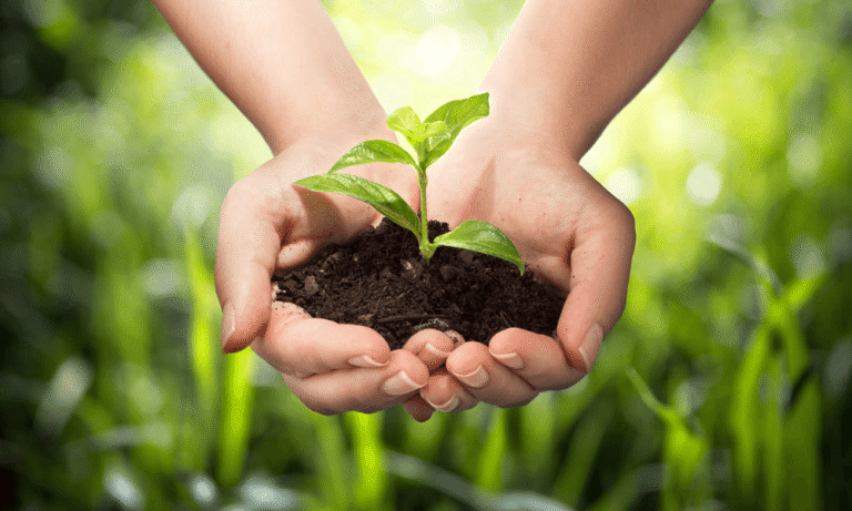 Impact of Inferior Seed Quality and Elevated Interest Rates on Crop Yields