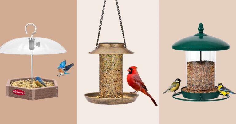 Top Bird Feeders for 2026