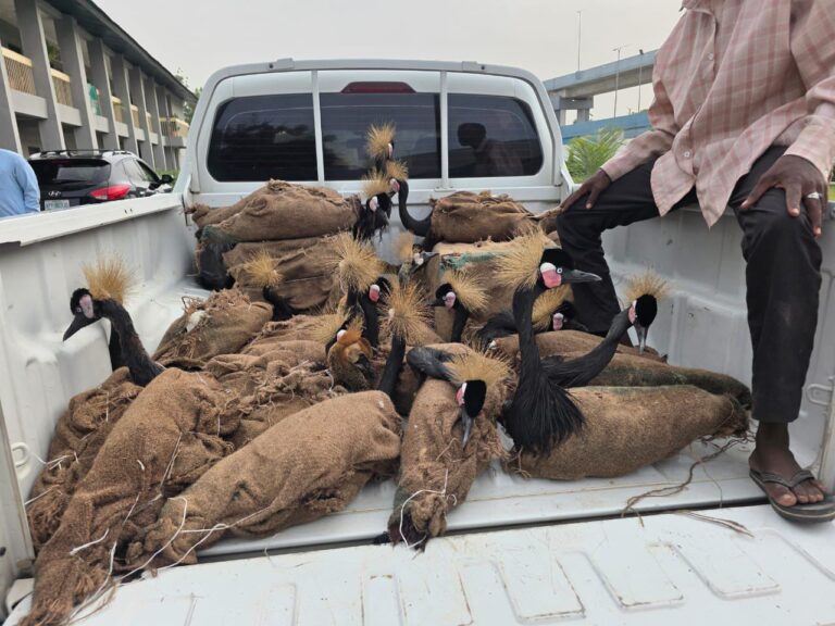 Customs Officials Seize Endangered Wildlife and Contraband in Maiduguri