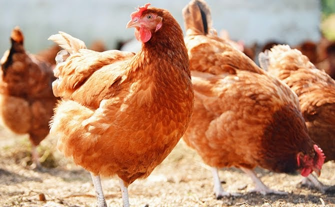 Nigerian Government Approves New Chicken Breed Moor Beta