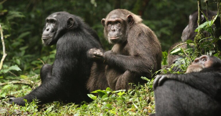 Research Discovers Domestic Violence Leads to Death of 19 Baby Chimpanzees