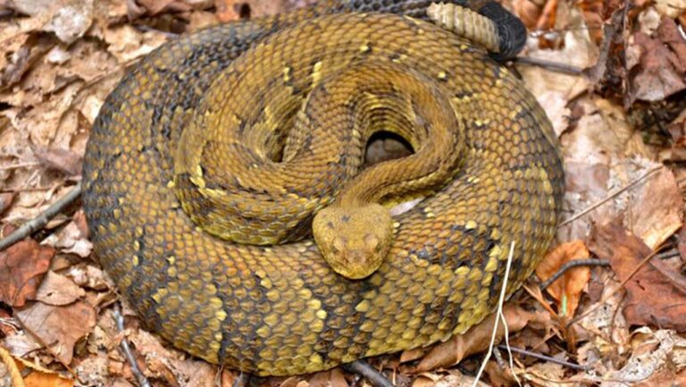 Serpentine Dialogue in Guardian Nigeria News