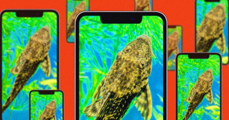 The Impact of China’s Unusual Fish Experiment Video on Online Behavior