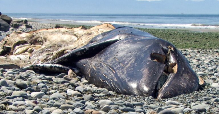 Understanding the Increase of Marine Mammal Carcasses Along the Pacific Coast
