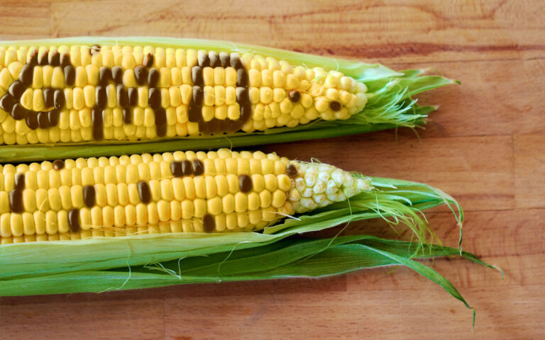 Advocacy Group Urges Review of GMO Approval Process in Nigeria