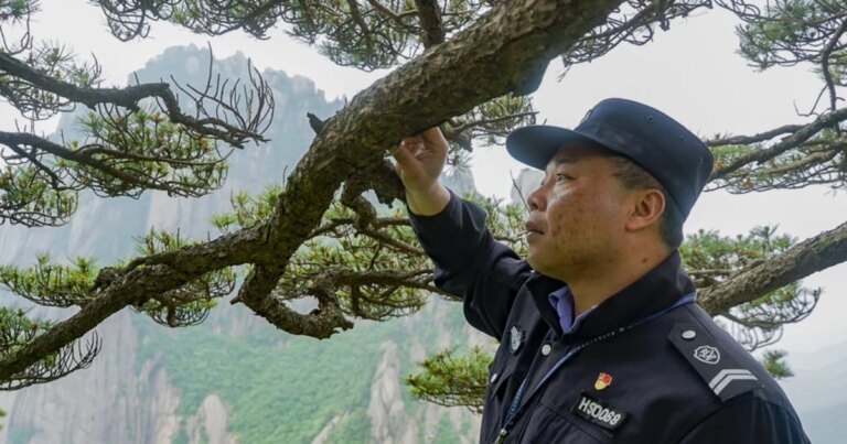 Concerns Grow Among Stewards of Ancient 1,000-Year-Old Pine Tree Amid Shifting Weather Patterns