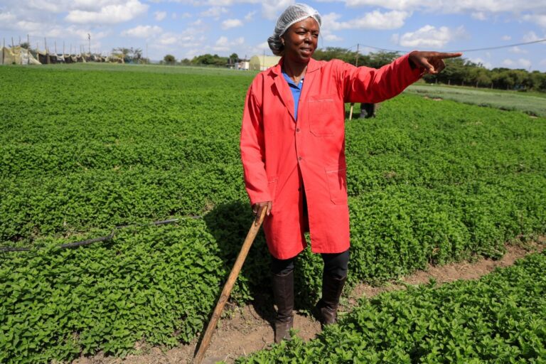 Enhancing Market Access for African Farmers Through Solar-Powered Cold Storage Solutions