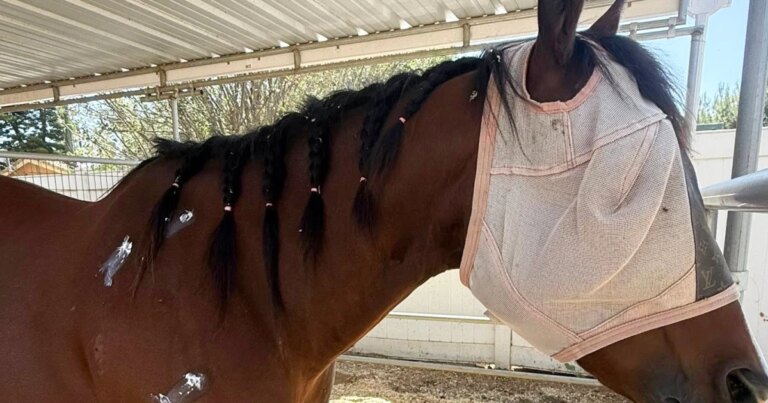 Teenage Jockey Linked to Stabbing of Three Horses at Las Vegas Race Identified as ‘Stalker’ by Owner of Injured Horses