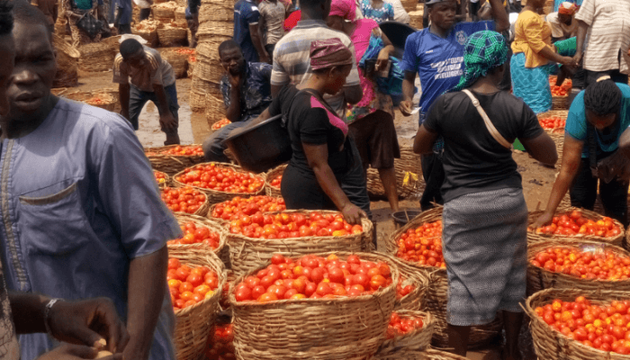An Analysis of the Rising Prices of Tomatoes