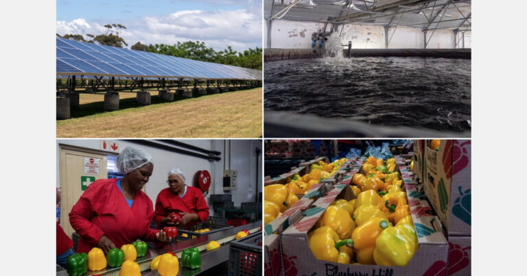 Driving Hydroponic Pepper Production on South African Farms through Technology, Data, and Risk Management