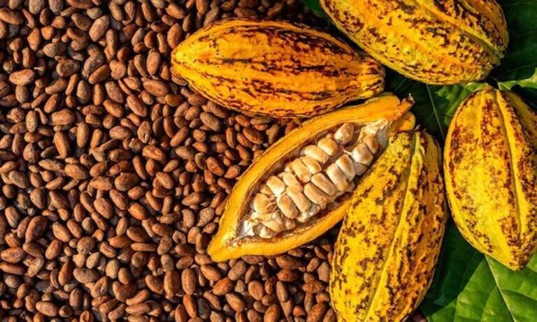 FG Promotes Local Cacao Processing to Halt Green Bean Exports